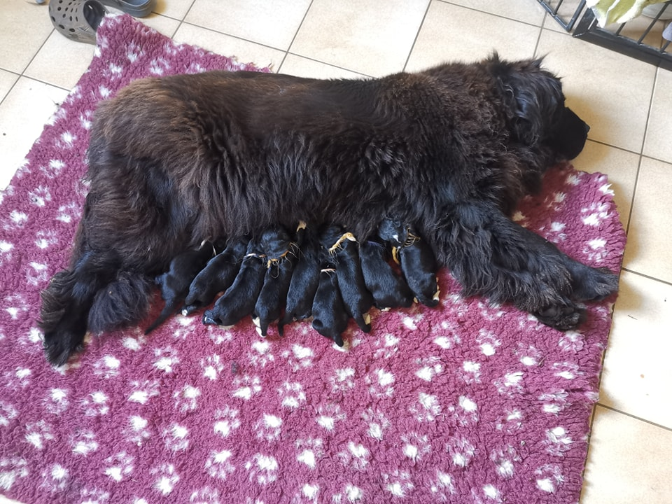 Les bébés de Blanche sont nés le 15 septembre ! La maman et les bébés se portent bien, ils sont 9, 1 femelles et 8 mâles.